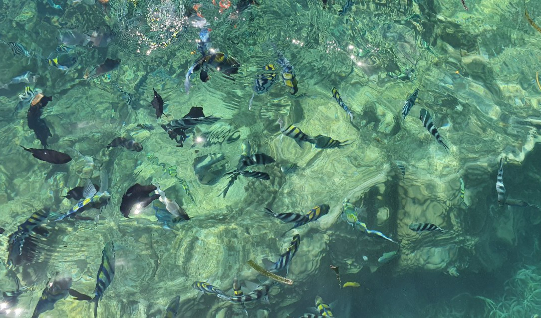 Moudy Taxi Driver Zanzibar-帕杰必去景点