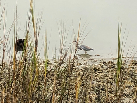 Heritage Shores Nature Preserve-美特尔海滩必去景点