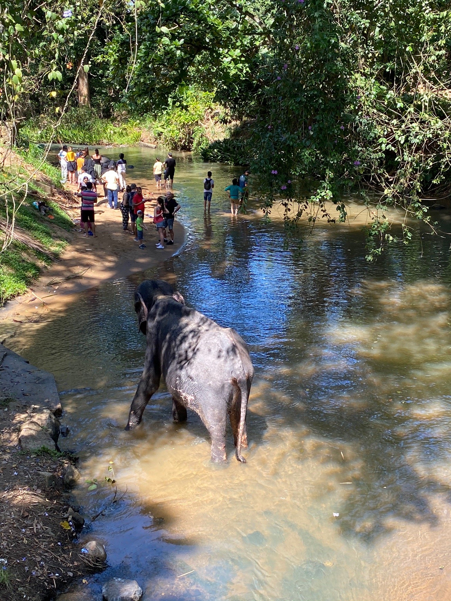Millennium Elephant Foundation-官方