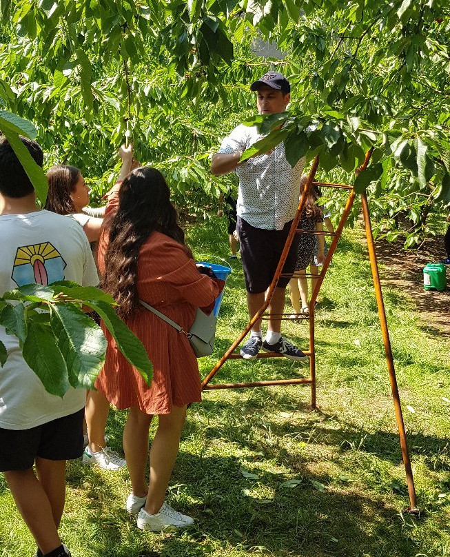 Red Hill Cherry Farm景点图片