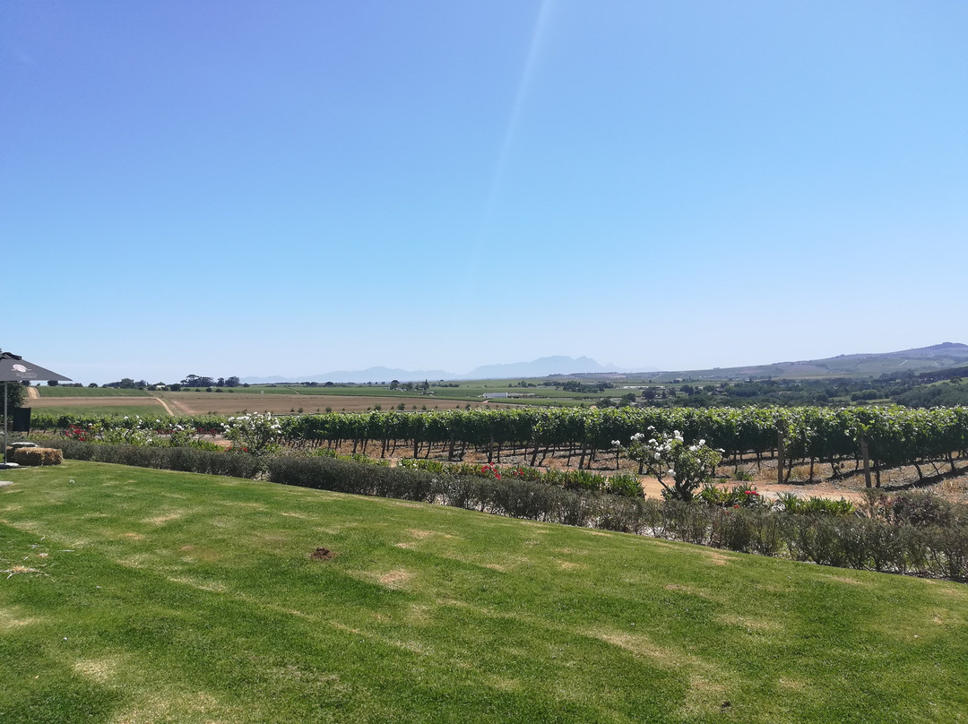 Alto Wine Estate-斯泰伦博斯必去景点