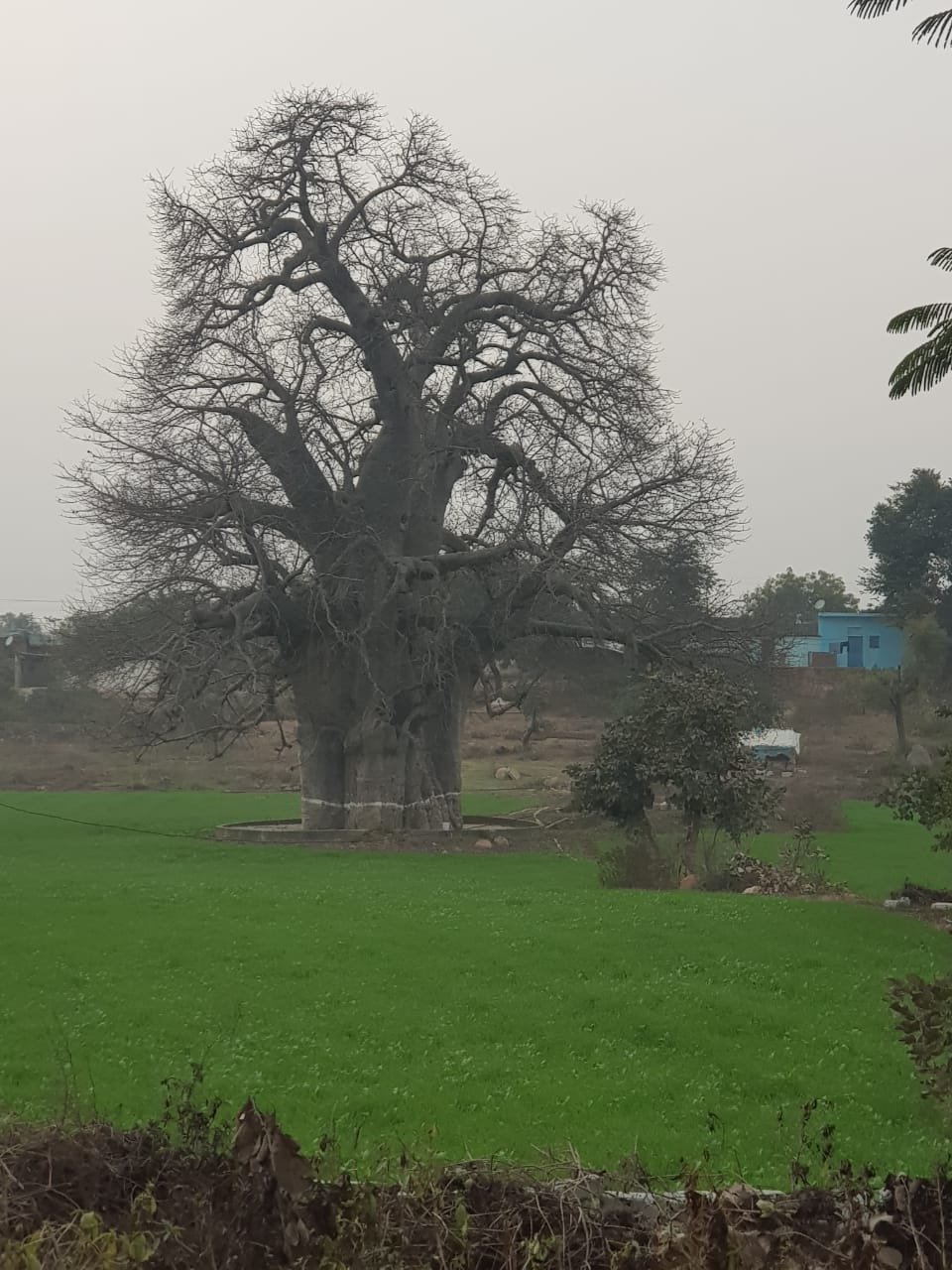 Friends of Orchha-portrait