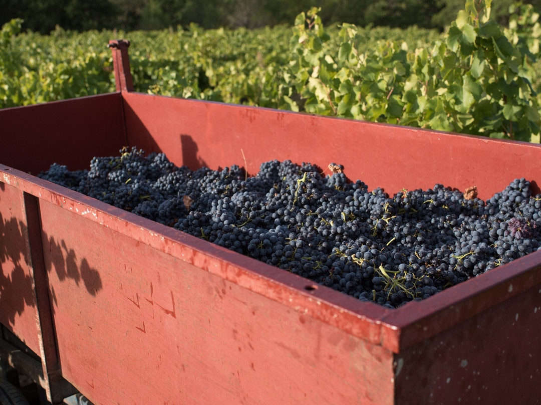 Domaine Roche-Audran景点图片