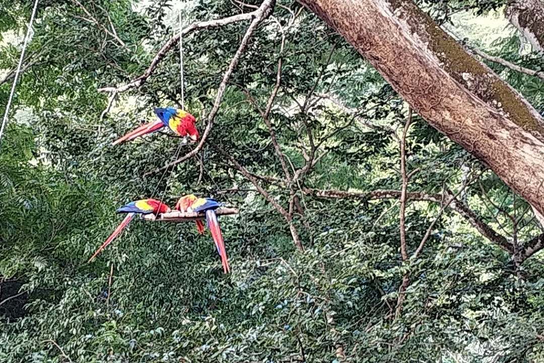 Macaw Recovery Network景点图片