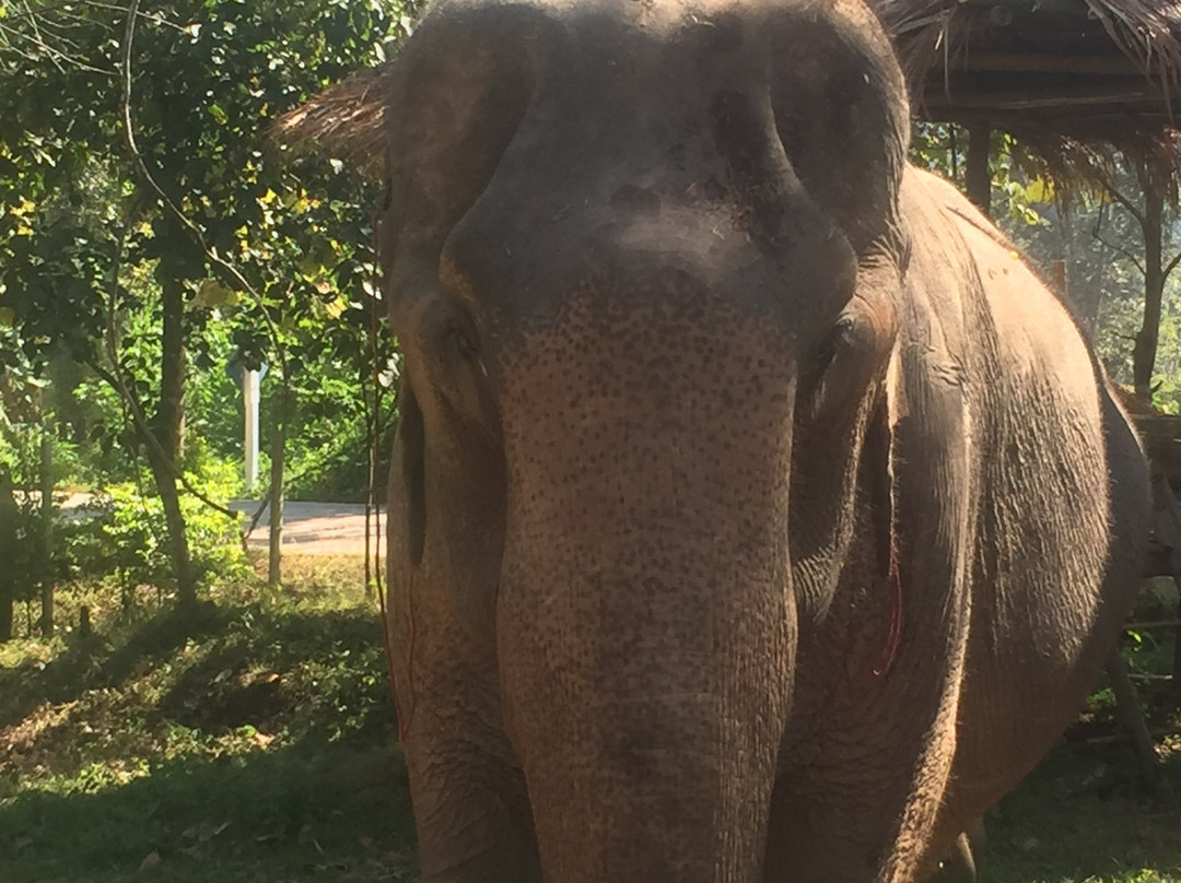 Tong Bai Elephant Tour-夜旺必去景点