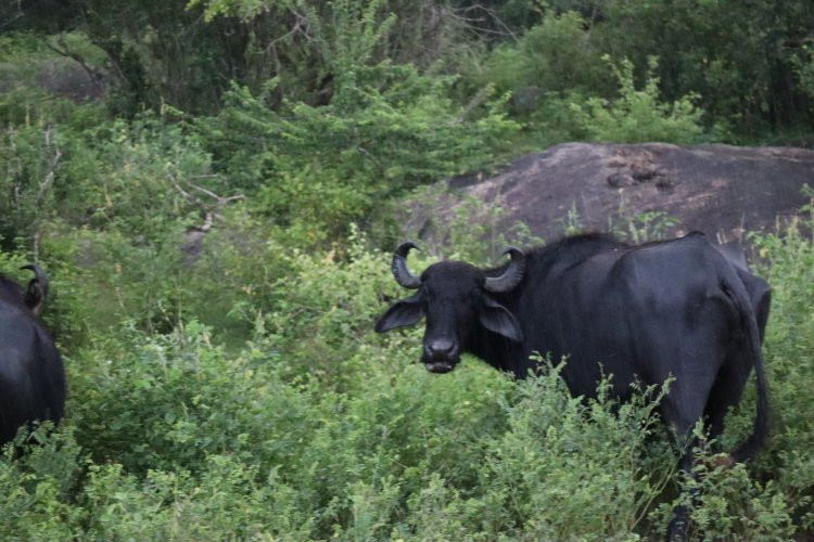 Earth Lanka tours-卡塔拉伽马必去景点