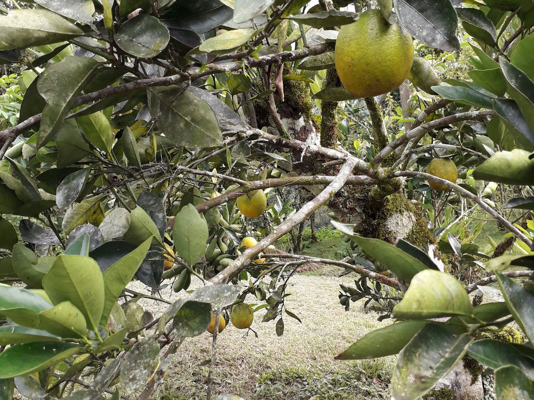 Finca Integral Organica Granito De Oro景点图片