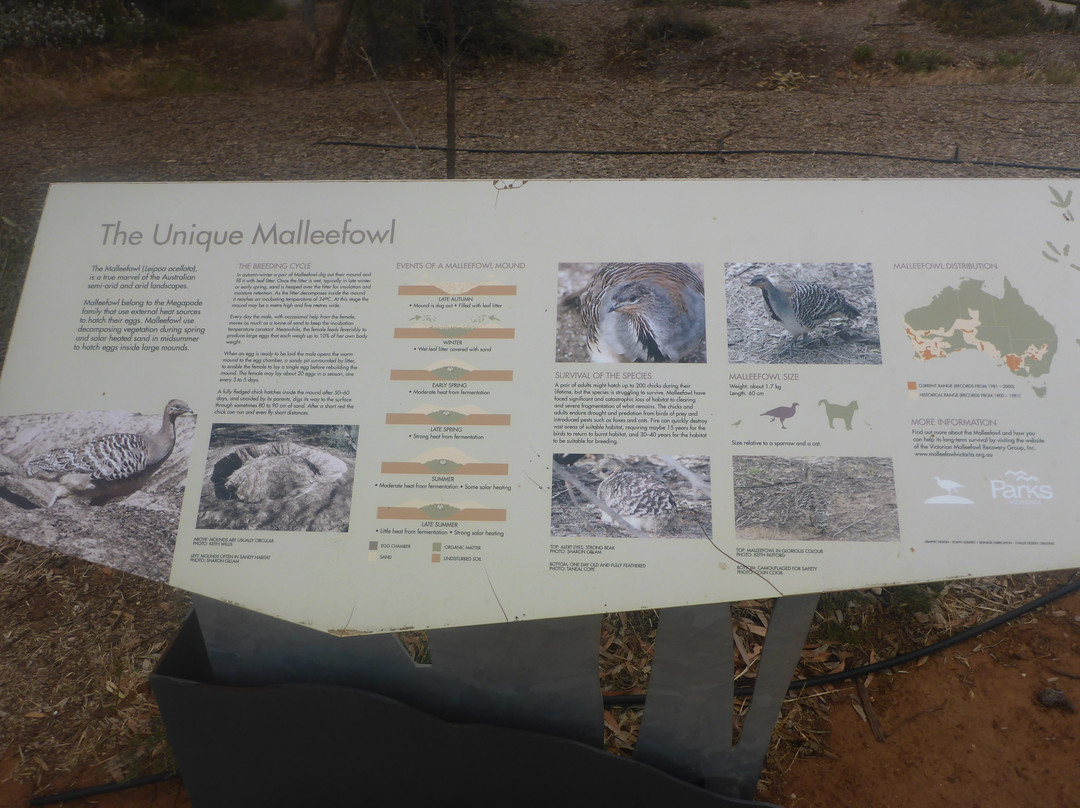 Mallee Hen Sculptures-Patchewollock必去景点