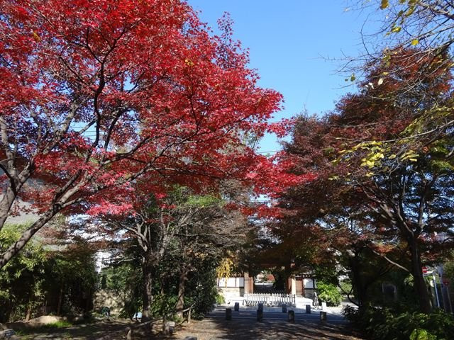 Koen-ji Temple-杉并区必去景点