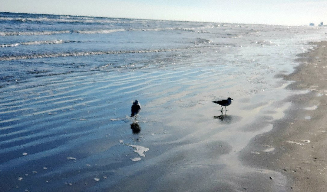 Beach Loop-科珀斯克里斯蒂市必去景点