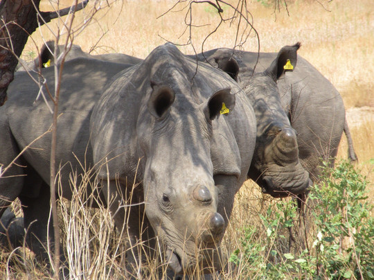 Bushmen Travel-布拉瓦约必去景点