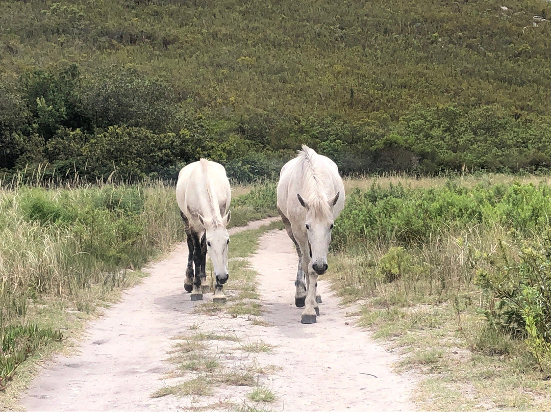 Greyton Nature Reserve景点图片