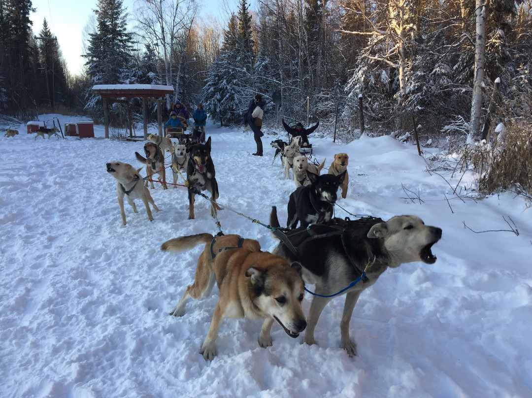 Bill Cotter Kennels-Nenana必去景点
