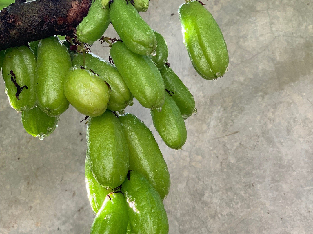 The Villa In Lavinia主图