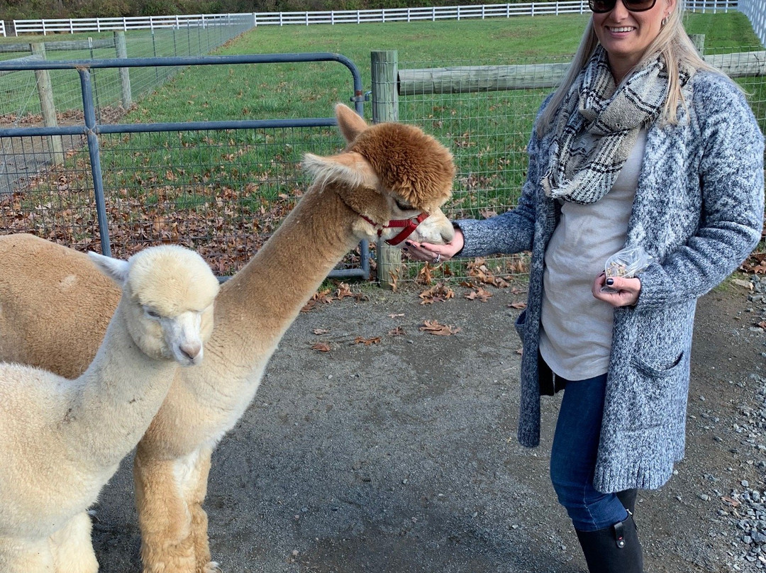 Bluebird Farm Alpacas-Peapack-Gladstone必去景点