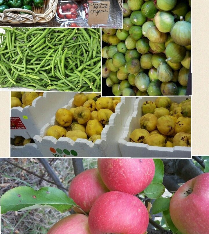 Lomas Orchards-Wallington必去景点