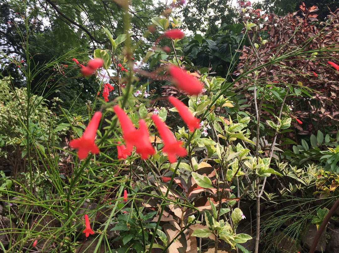 蒙特塞拉特旅游景点-Montserrat National Trust