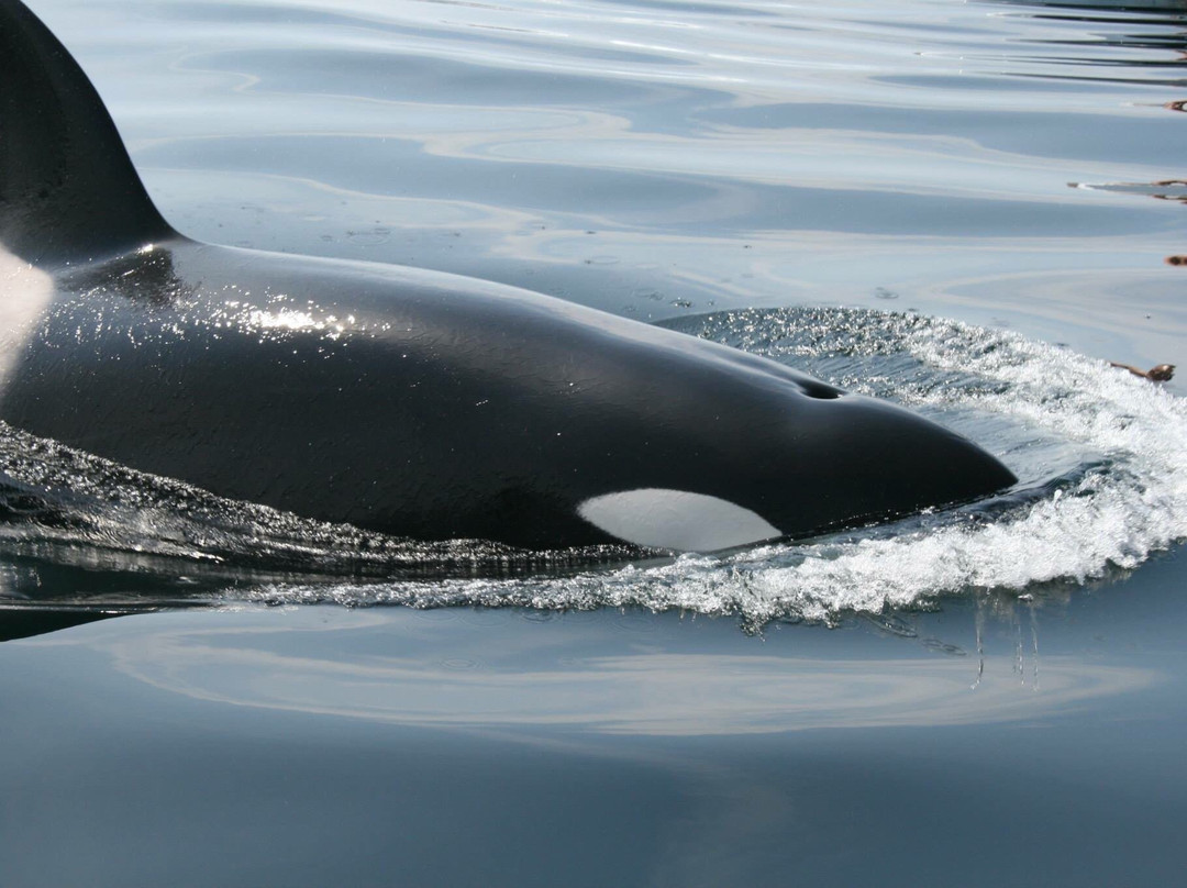 Skipper Jim's Boat Tour-Twillingate必去景点