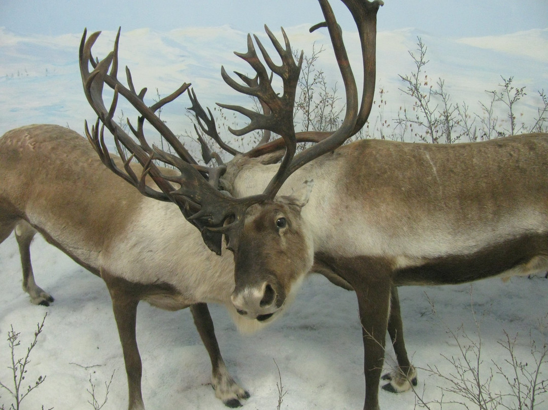 Teslin旅游景点-Northern Wildlife Museum