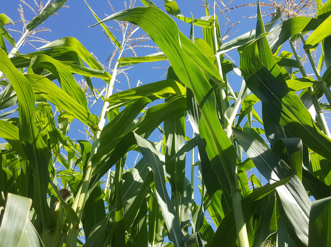 Edmonton Corn Maze景点图片