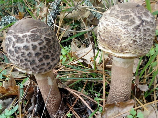 luis r-Orazo必去景点