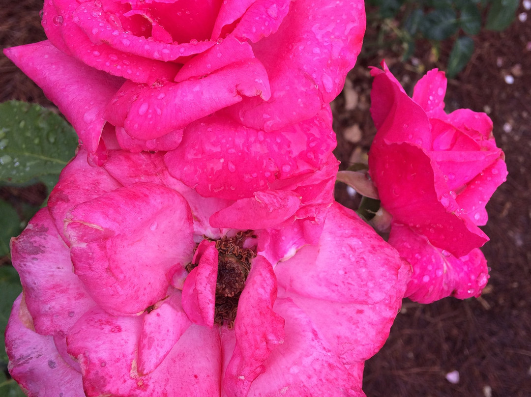 Lake Junaluska Walking Trail
