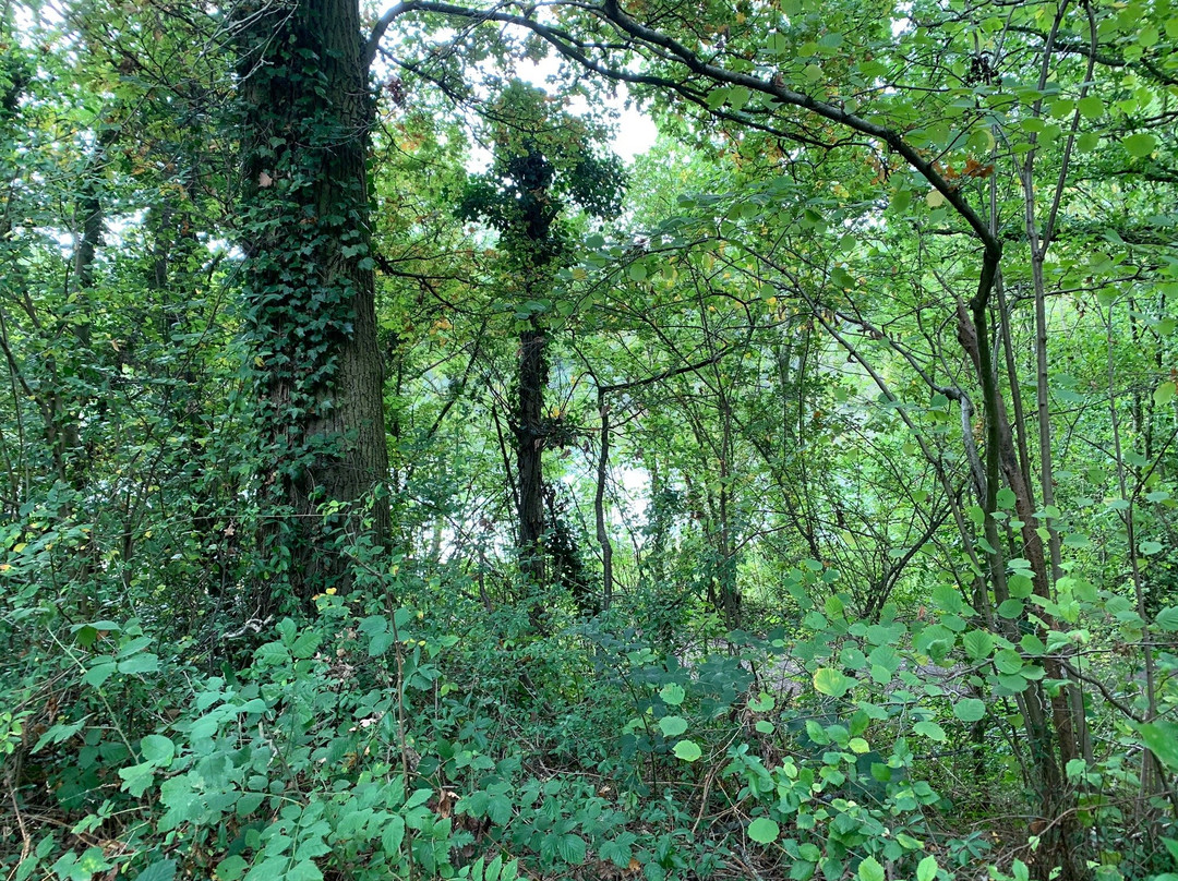 Forêt Domaniale de Meudon景点图片