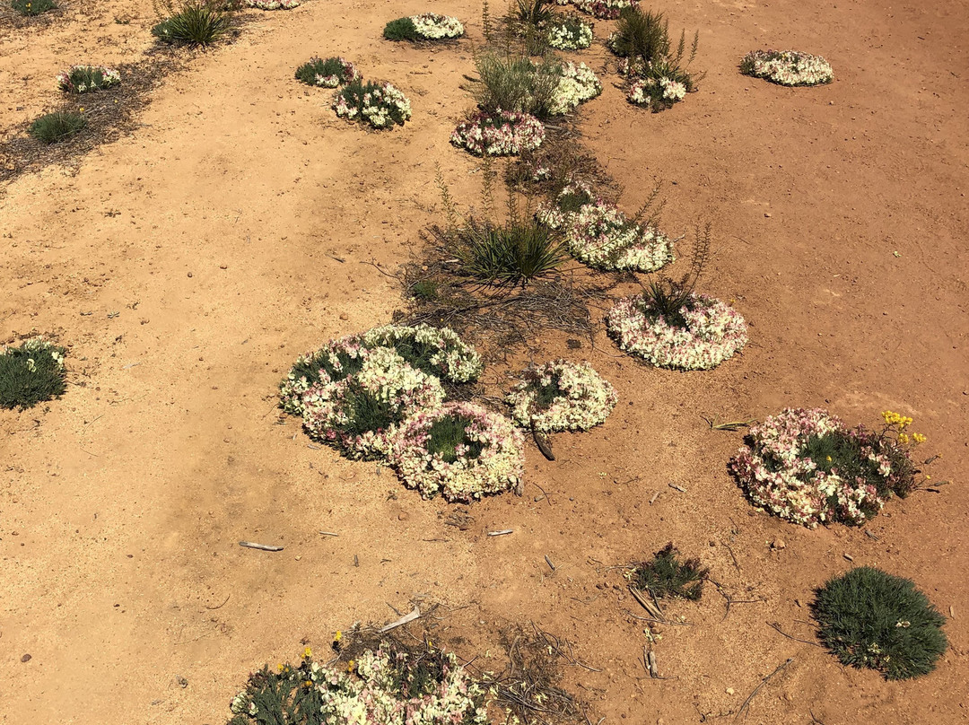 Mullewa Community Resource Centre-Mullewa必去景点