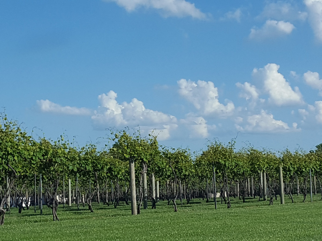 Stonehaus Farms Vineyard and Winery景点图片