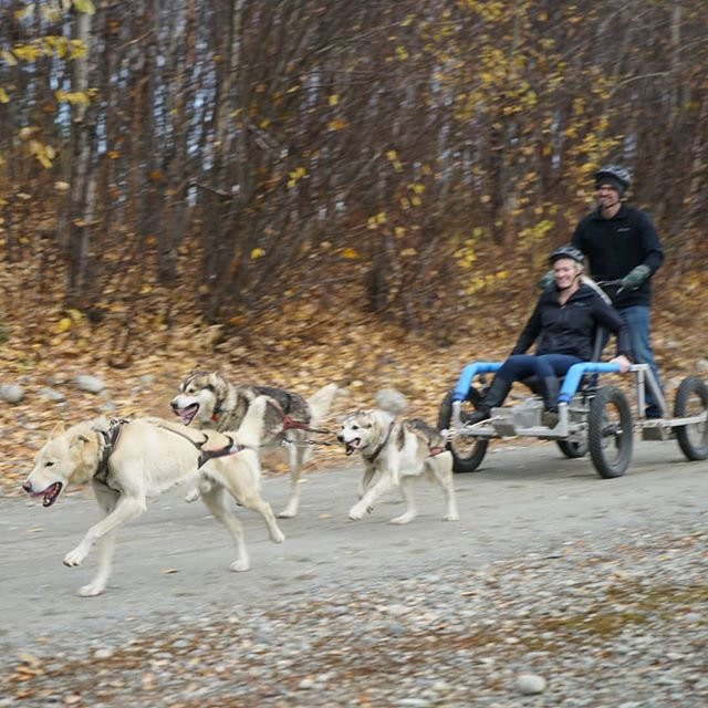 AK Sled Dog Tours-塔尔基特纳必去景点