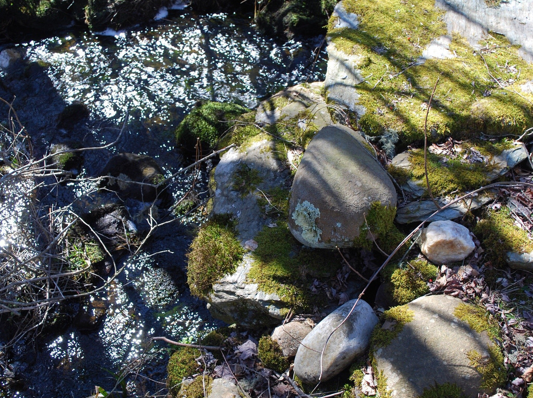 Dundery Brook Trail景点图片