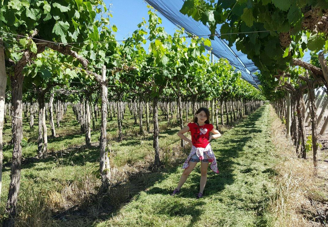 Bodegas y Vinedos Antonio Nerviani-Maipu必去景点