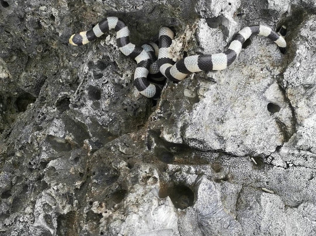 Komaia Tours & Transfers-纳迪市必去景点