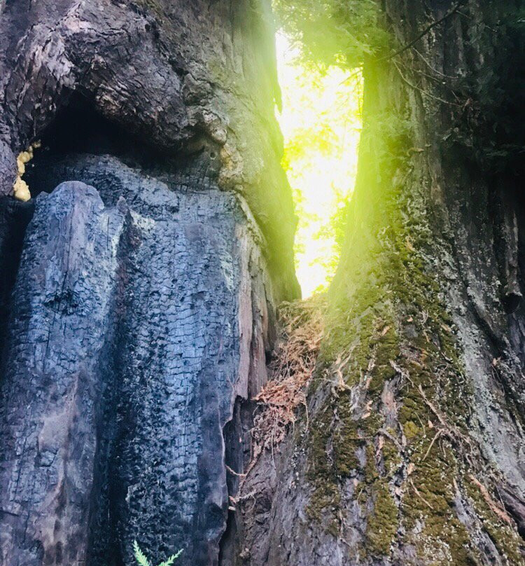 The Immortal Tree景点图片