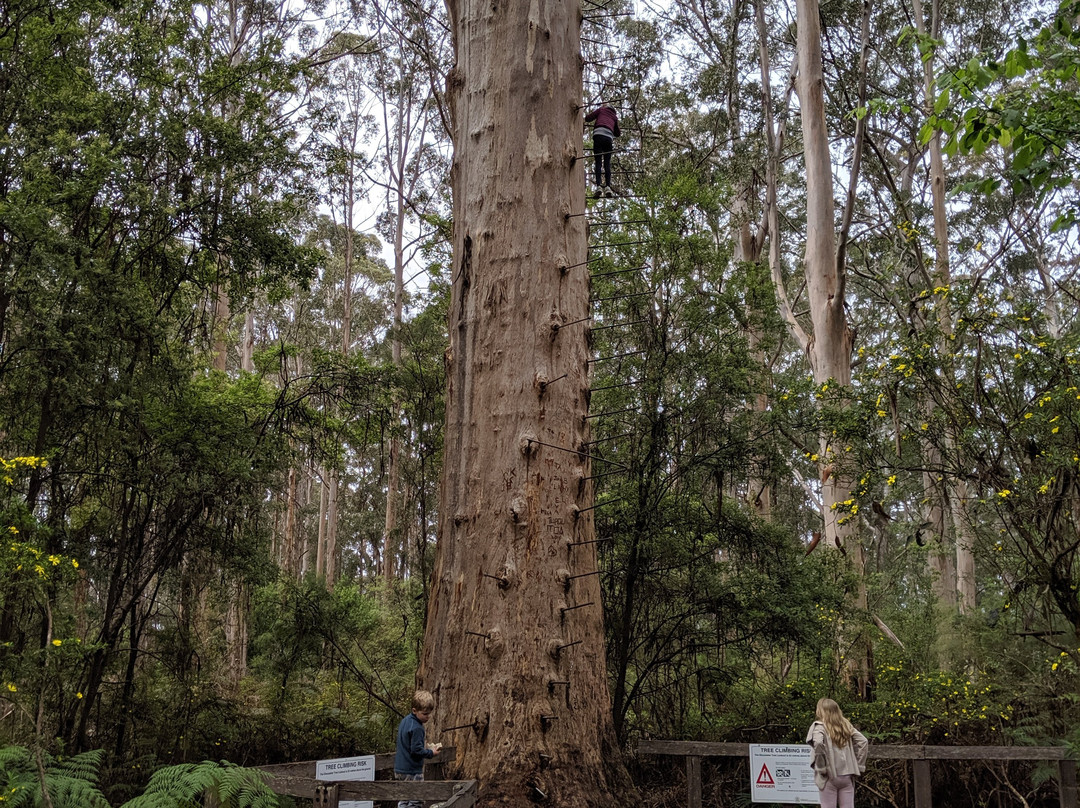 Gloucester Tree-彭伯顿必去景点