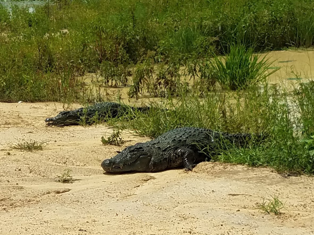 Parc Crocodile de Bazoule景点图片