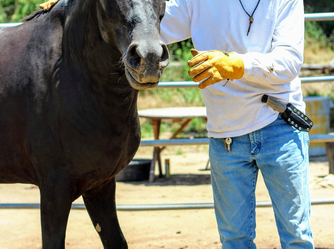 American Legend Mustang-奥海必去景点