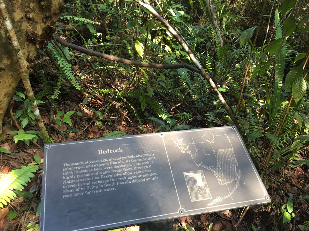 Gumbo Limbo Trail-大沼泽国家公园必去景点