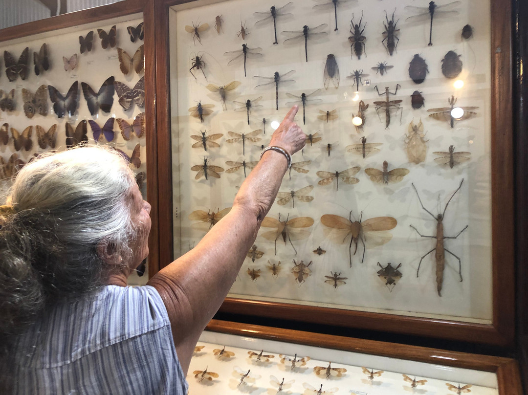 Daintree Entomological museum景点图片