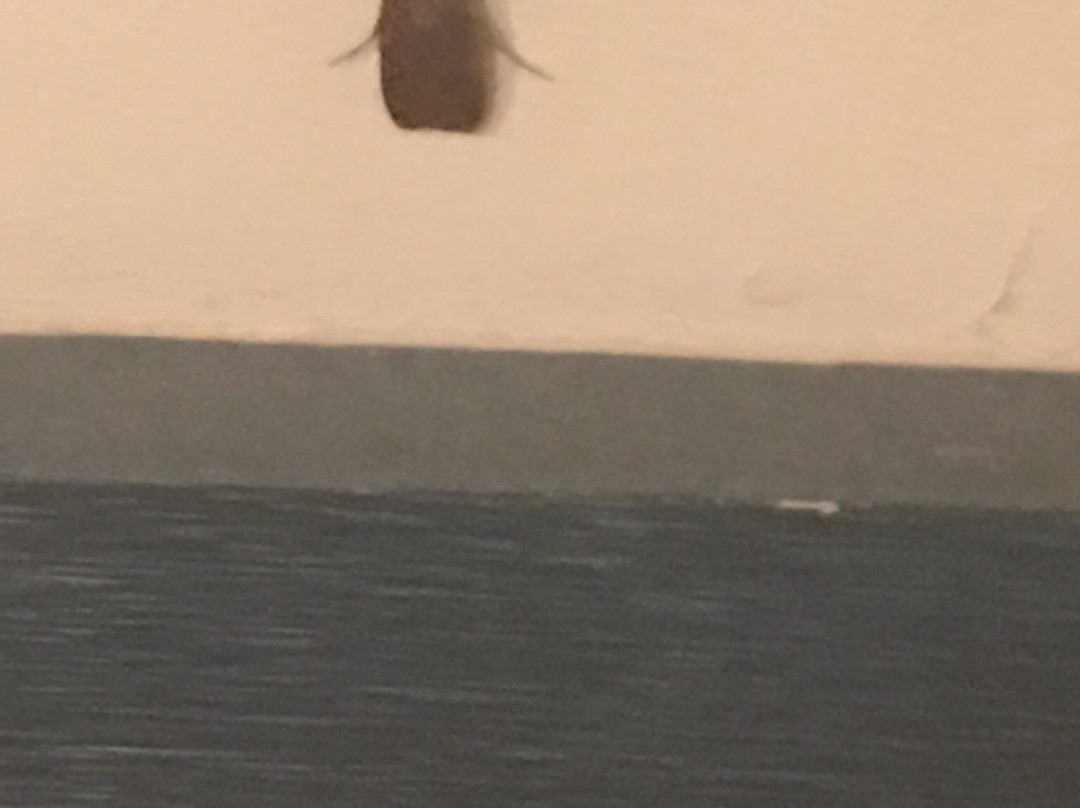 Scandinavian Lodge主图