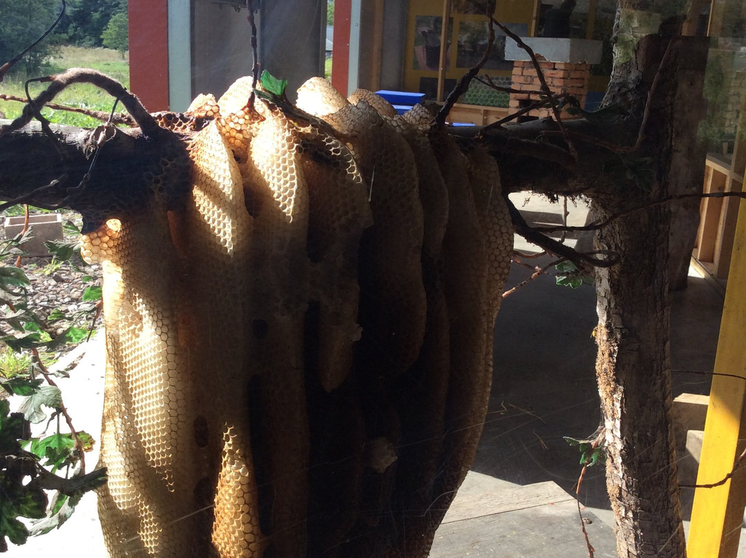 Quince Honey Farm-South Molton必去景点