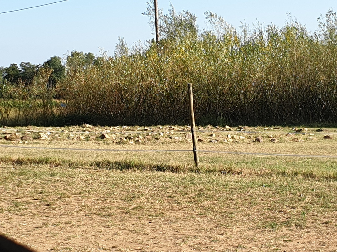 Labyrinthe Végétal-Charmes-sur-Rhone必去景点