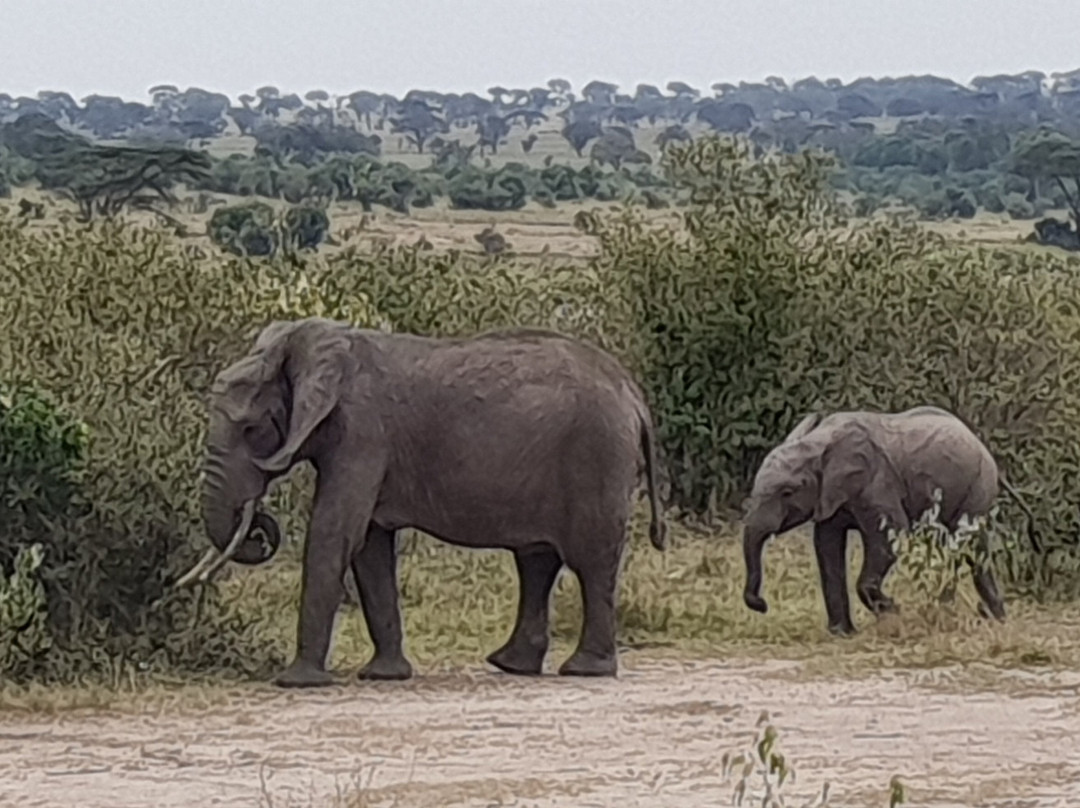 Grumeti River-塞伦盖蒂国家公园必去景点