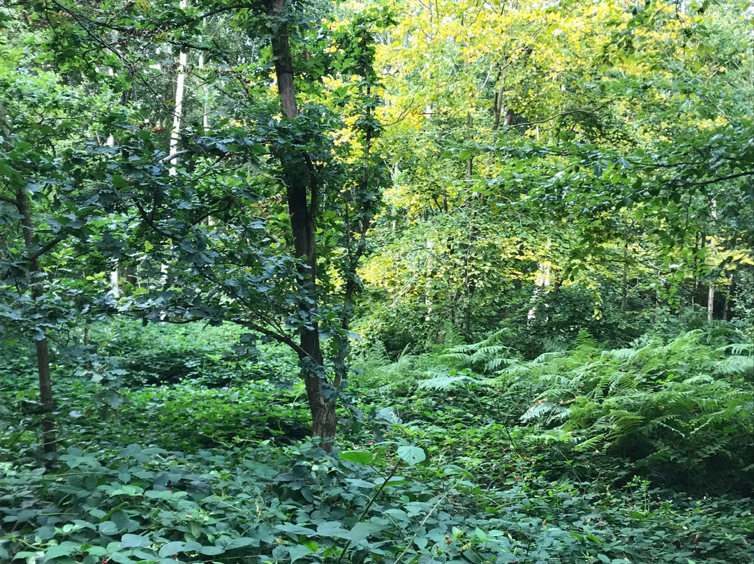 Philipshill Wood景点图片