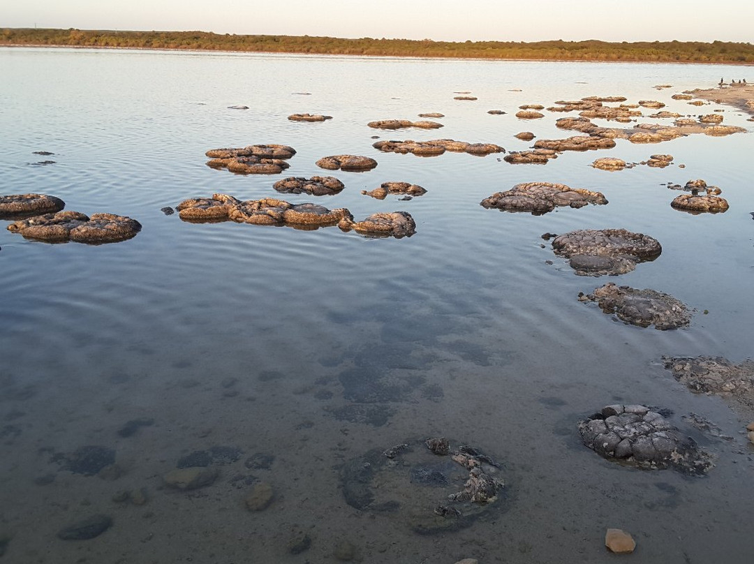 Stromatolites景点图片