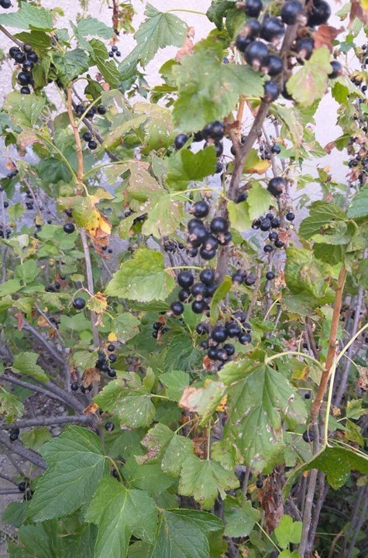 Chambarak旅游攻略图片