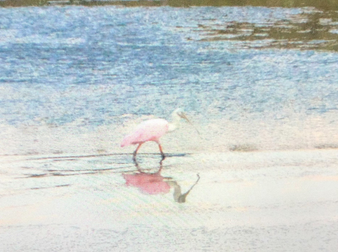 Port Sanibel Marina-迈尔斯堡必去景点