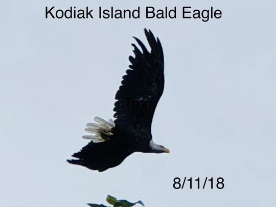 Kodiak Adventures Lodge Fishing Charters-科迪亚克岛必去景点
