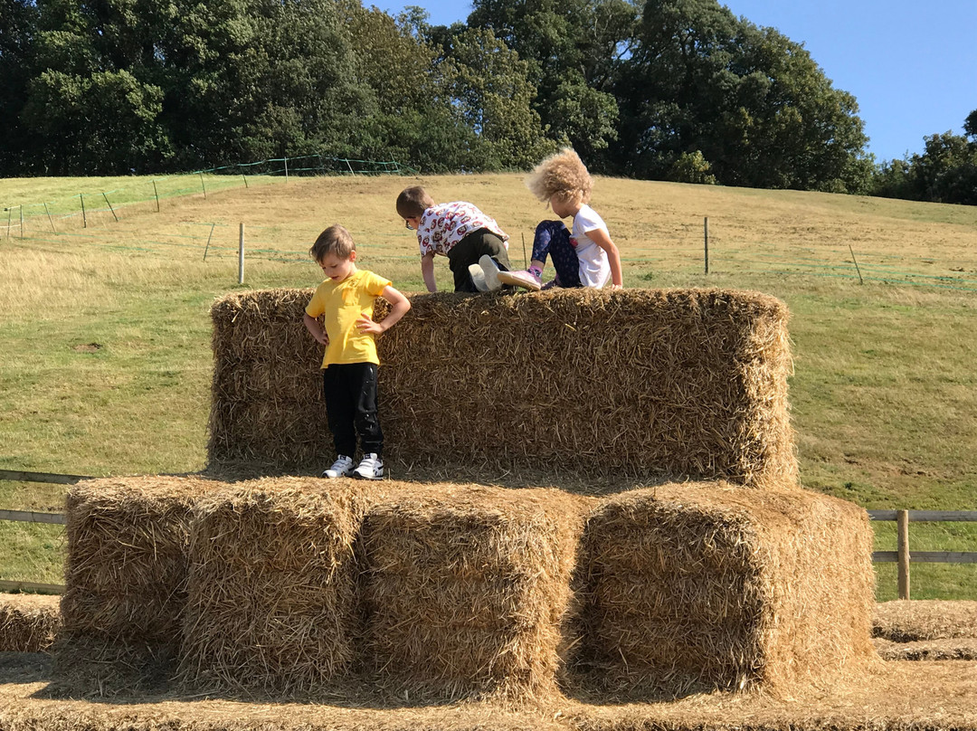 Abbotsbury Childrens Farm景点图片