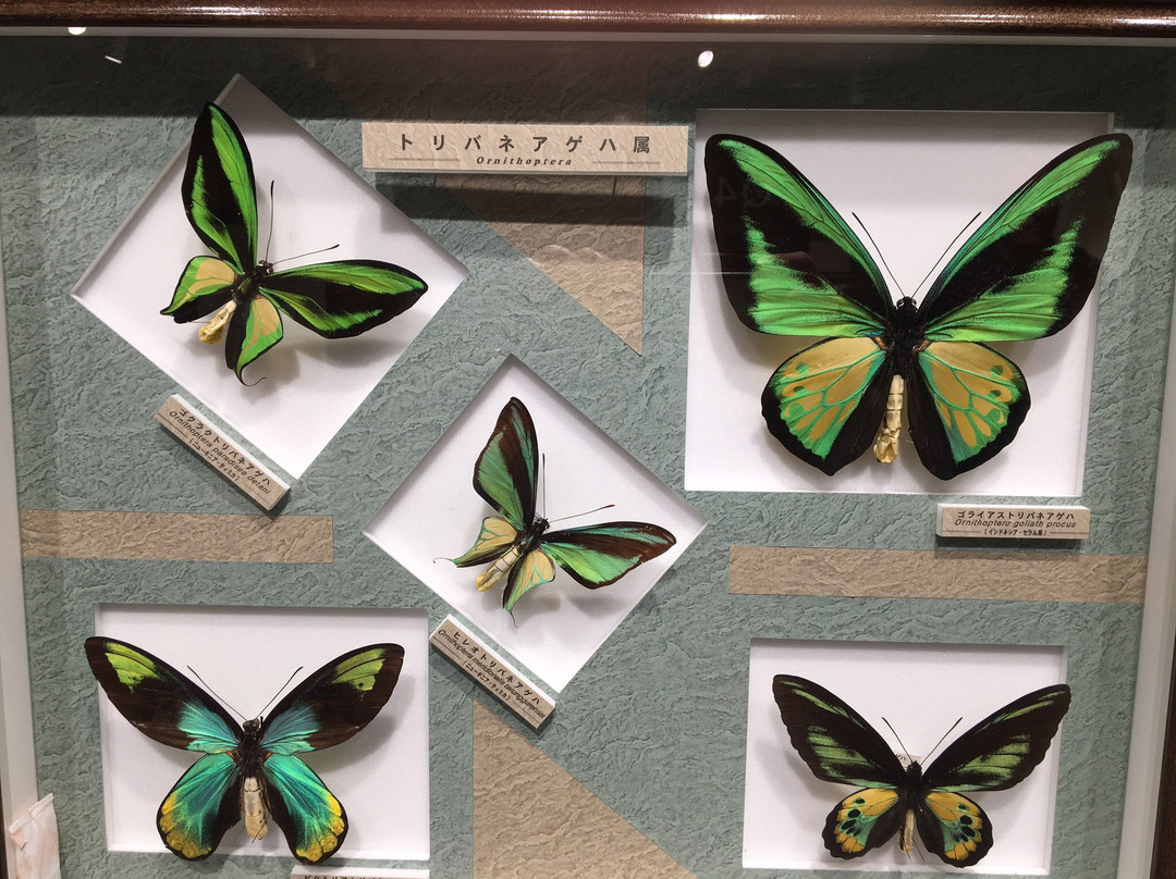 Nawa Insect Museum Haimurubushi景点图片